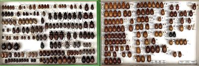 many different types of beetles on display in a display case