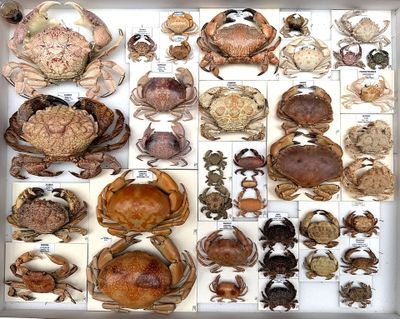 many different types of crabs displayed in a white box