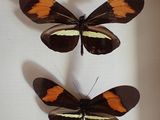 two butterflies that are sitting in a shadow box