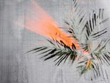 an orange feather that is on top of a tree branch