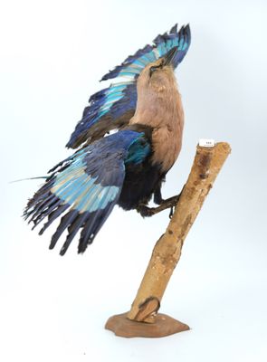 a bird that is sitting on a branch with its wings spread
