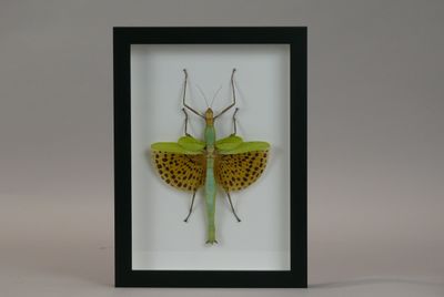 a close up of a insect in a frame on a white background