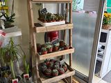 many potted plants on the shelves in the store