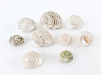 a lot of shells that are on a white surface