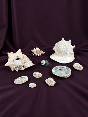 de nombreux coquillages et autres objets posés sur un tissu violet