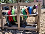 un mouton assis dans un enclos