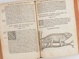 an open book with a drawing of a chamelon sitting on a tree branch
