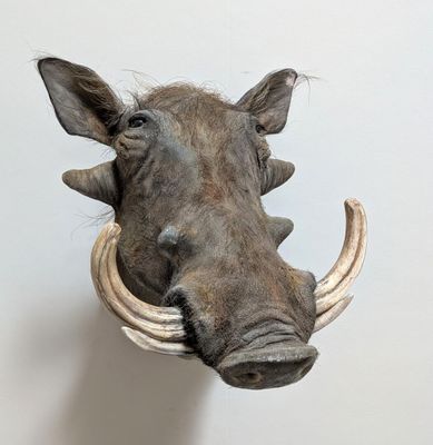 a fake warthog head mounted on a wall