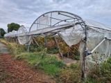 de nombreuses plantes poussant à l'intérieur d'une serre au bord de la route