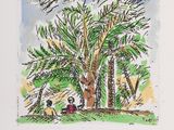drawing of a man sitting under a palm tree in a park