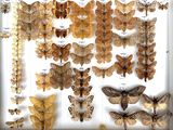 many different types of moths displayed in a white frame