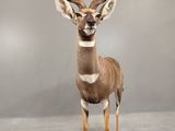 an image of a stuffed antelope standing in front of a gray wall