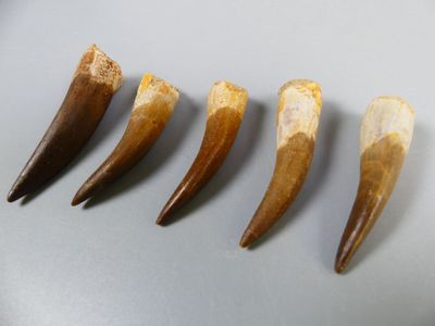 four pieces of tooth are arranged in a row on a table