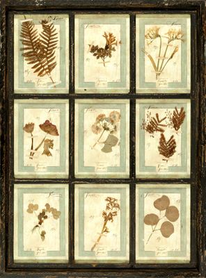 une image d'une photo d'une photo représentant un bouquet de plantes