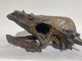a close up of a skull on a white surface