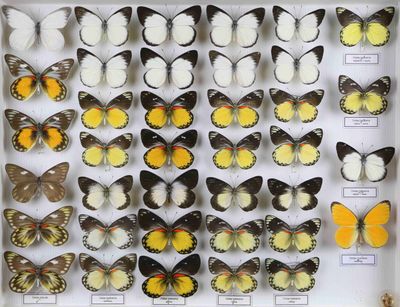 une vitrine remplie d'une grande variété de papillons