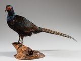 un oiseau perché sur un morceau de bois