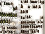 a lot of beetles that are on display in a glass case