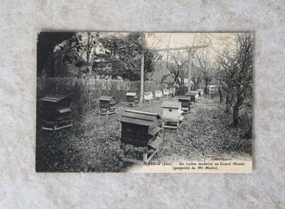 de nombreuses ruches posées dans l'herbe