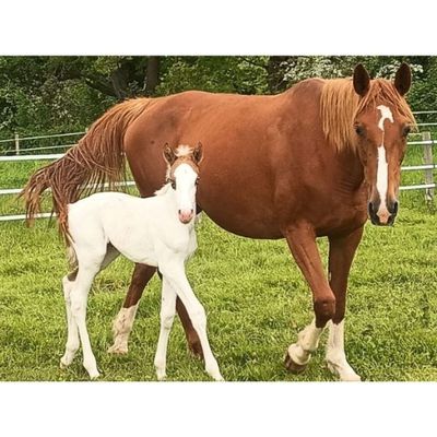 un cheval brun et un cheval blanc dans un champ