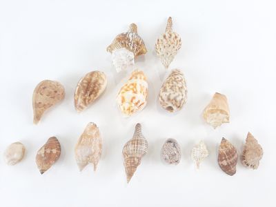 a lot of shells that are on a white surface