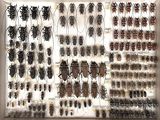 a lot of bugs that are on display in a white frame