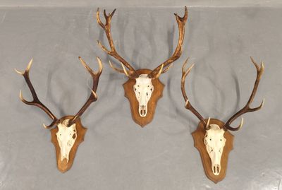 trois têtes de cerfs accrochées au mur, avec leurs bois