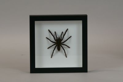 a close up of a spider in a black frame on a white background