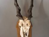 un crâne d'antilope accroché au mur d'une pièce