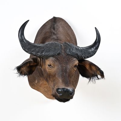 une image représentant une tête de taureau accrochée au mur