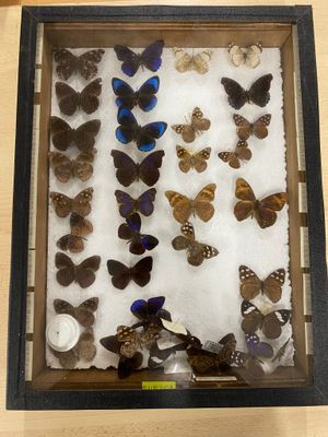 a shadow box with a lot of butterflies in it