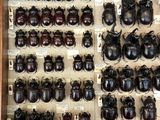 a lot of beetles that are on display in a case