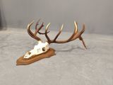 an animal skull on a wooden stand with antlers on it