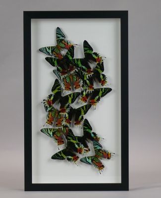a framed picture of a group of butterflies on a white background