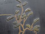 a close up of a vase with a plant on it