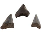 three shark teeth on a white background