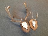 une paire de bois de cerf fixés sur un bouclier en bois posé sur un tapis