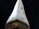 a close up of a shark tooth on a black background
