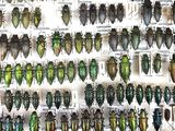 a lot of beetles that are on display in a glass case