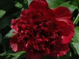 a large red flower that is in the middle of some green leaves