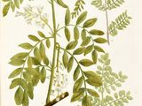Photo 12/13 du lot