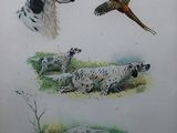 une photo d'une photo représentant un chien et un faisan