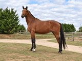 a horse that is standing in the grass near a fence