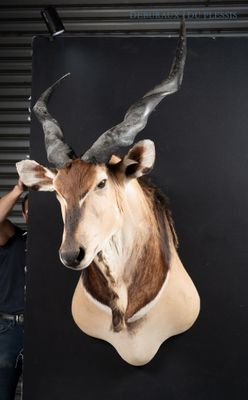 a man that is standing next to a wall with a deer head on it