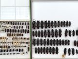 a lot of bugs that are hanging on the wall