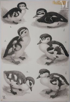 les nombreuses espèces d'oiseaux que l'on voit sur cette photo