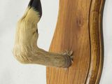 a picture of a dog ' s paw hanging on a coat rack