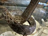 a snake that is sitting on a plate in a glass case