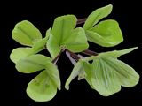 a close up of a green flower on a black background