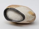 a rock with a hole in it on a white surface